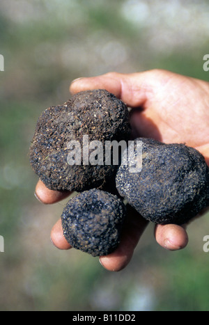 Italia umbria valnerina una mano che tiene fresco tutto nero tartufi Foto Stock