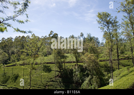 Un lussureggiante piantagione di tè nel paese delle colline nei pressi di Nuwara Eliya, Sri Lanka. Foto Stock