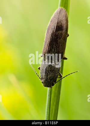 Close up di un clic Beetle Athous haemorrhoidalis (Elateridae) Foto Stock