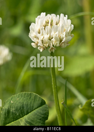 Trifoglio bianco Trifolium repens (Fabaceae) e dettagli in foglia Foto Stock