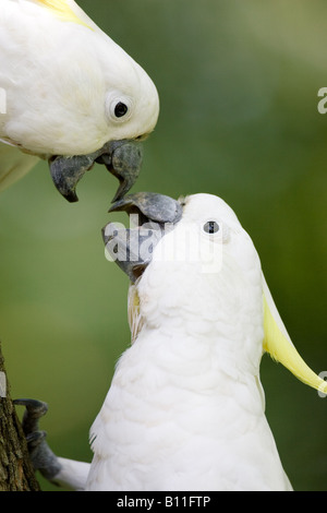 Kissing cacatua Foto Stock