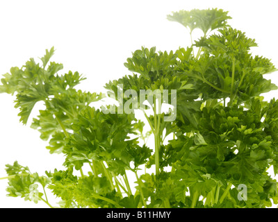 Ricci fresco di prezzemolo a foglia erbe contro uno sfondo bianco con nessun popolo e spazio di copia con un tracciato di ritaglio Foto Stock