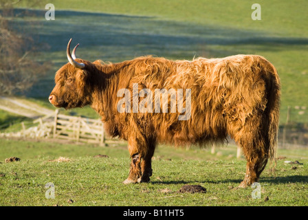 dh mucca di mucca delle Highland UK Shaggy mucca haired delle Highland in campo mucche animali lunghe e pelose scozzesi razza scozzese Foto Stock