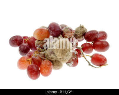 Uve ammuffite Foto Stock