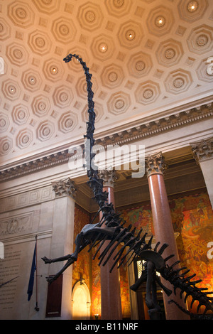 ROOSEVELT ROTUNDA BAROSAURUS scheletro al Museo Americano di Storia Naturale MANHATTAN NEW YORK CITY USA Foto Stock