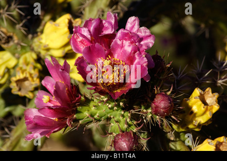 Zucchero di canna o walkingstick cholla (o Cylindropuntia opuntia spinosior), Arizona, Stati Uniti d'America Foto Stock