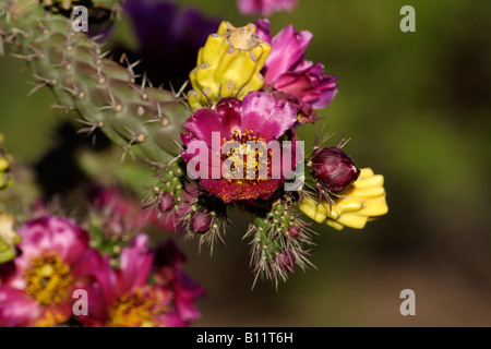 La canna da zucchero cholla noto anche come walkingstick cholla (o Cylindropuntia opuntia spinosior), Arizona meridionale Foto Stock