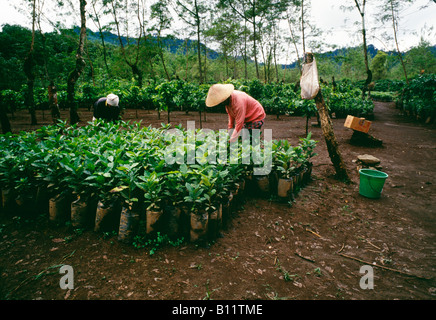 I lavoratori in una fattoria di cacao in Java Centrale Indonesia Foto Stock