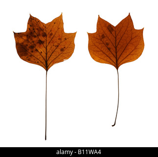 Foglie di autunno di American tulip tree (Liriodendron Tulipifera) isolato su bianco Foto Stock
