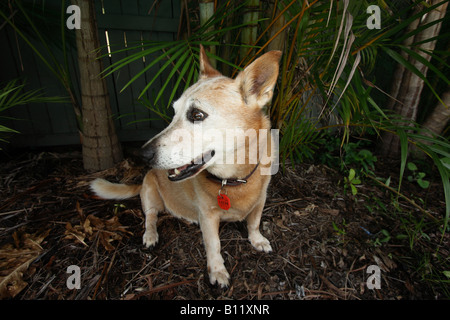 Un rosso bovini cane CORGI seduta trasversale in un giardino tropicale ampia vista orizzontale11449 BDB Foto Stock