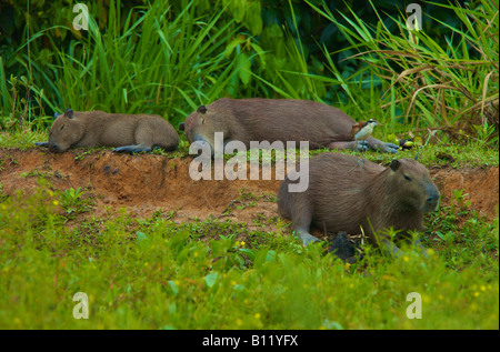 Capibara essendo de-barrata da capretti jacana Foto Stock