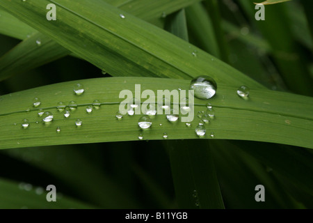 Perle di rugiada su un filo d'erba. Foto Stock