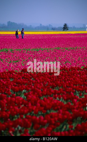 Coppia matura nella distanza camminare in un campo di rosso rosa e tulipani gialli La Conner Washington STATI UNITI D'AMERICA Foto Stock