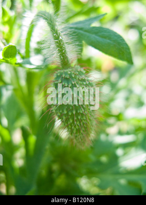 Comune di Rosso papavero (Papaver rhoeas) bud, Washington DC, Stati Uniti d'America Foto Stock