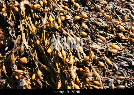 Brown aggrovigliato alghe su un Nuovo Brunswick beach, Canada Foto Stock