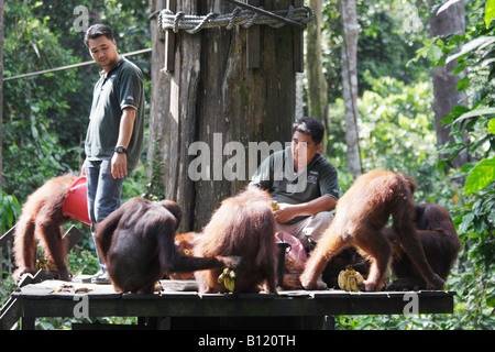 Orangutan essendo alimentato a Sepilok Santuario, Sabah Malaysian Borneo Foto Stock