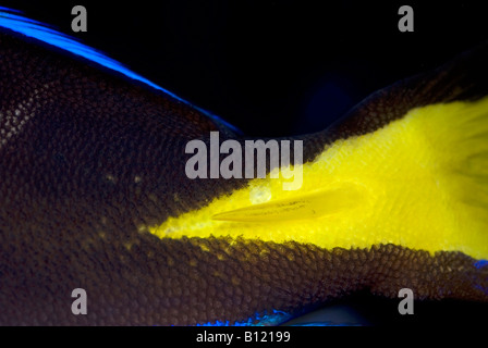 Pungiglione della linguetta blu, blu Ippona codolo o Palete Surgeonfish (Paracanthurus hepatus), Acanthuridae Foto Stock