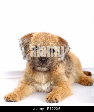 Border terrier cucciolo Foto Stock
