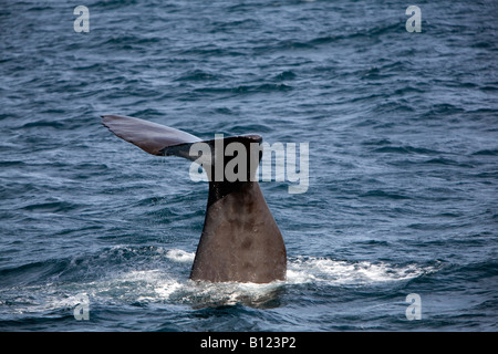 Sperma balena immersioni subacquee , Kaikoura Isola del Sud della Nuova Zelanda Foto Stock