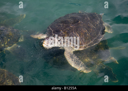 Tartaruga unico nel serbatoio in Cayman Turtle Farm in Grand Cayman Isole Cayman nei Caraibi Foto Stock