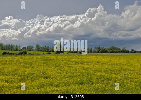 Heavy nuvole temporalesche raccolta su campi di butercups, Francia. Foto Stock