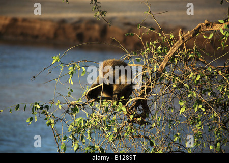 Unico babbuino oliva in un albero Kenya Africa Foto Stock