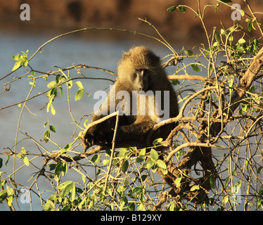 In prossimità di un babbuino oliva Kenya Africa Foto Stock