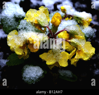 Neve di primavera su giallo primrose Foto Stock