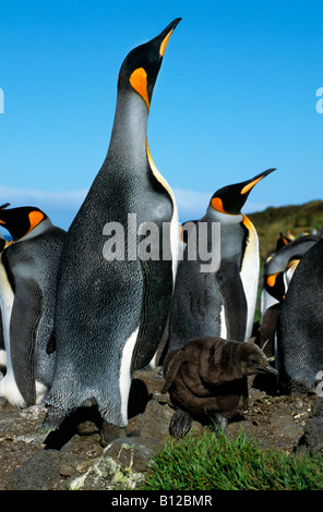 Manchot royal Koenigspinguin re Penguin Aptenodytes patagonicus maschi visualizzazione per animale femmina antartico Antark Antartide Foto Stock