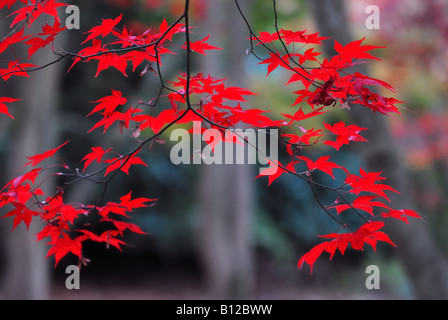 Close up di rosso autunnale di acer lascia nel bosco Foto Stock