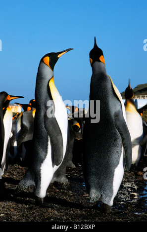 Manchot royal Koenigspinguin re Penguin Aptenodytes patagonicus maschi visualizzazione per animale femmina antartico Antark Antartide Foto Stock