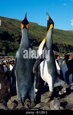 Manchot royal Koenigspinguin re Penguin Aptenodytes patagonicus maschi visualizzazione per animale femmina antartico Antark Antartide Foto Stock