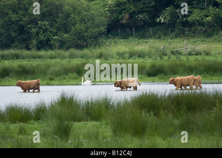 Giovane bestiame Highland (Bos taurus) guado attraverso l'acqua con un singolo Mute Swan (Cygnus olor) sullo sfondo Foto Stock