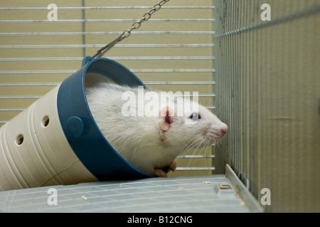 Un simpatico cucciolo bianco Rat (Rattus nord-vegicus domestica) che gioca nel tunnel dei giocattoli nella sua gabbia Foto Stock