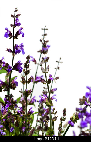 Comune di fioritura delle piante di salvia (Salvia officinalis) contro uno sfondo bianco. Foto Stock