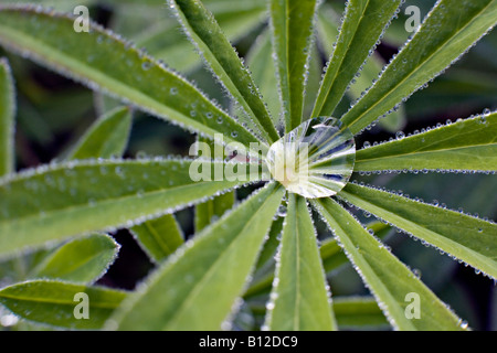 Rugiada di mattina su prato giardino di piante di lupino Lupinus polyphyllus Foto Stock