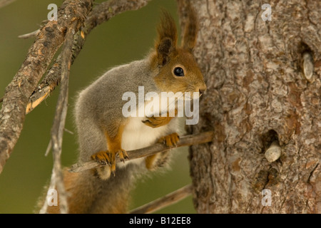 Red scoiattolo (Sciurus vulgaris) seduto sul ramo di conifere Foto Stock