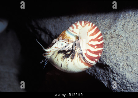 Nautile chambered Nautilus Nautilus pompilio animali animale carnivoro acquatico carnivori carnivori cefalopodi cefalopodi cha Foto Stock