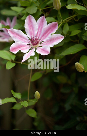 La clematide 'Nelly Moser" Foto Stock