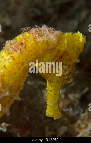 Giallo Cavalluccio Marino Longsnout su un reef di Roatan Honduras Foto Stock