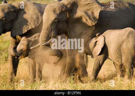 Alla mandria di elefanti africani, mamma e bambino giocando, polvere di balneazione arricciata trunk, baby elephant madre che allatta nel tramonto di savana Botswana Africa Foto Stock