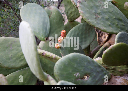 Pera di velluto, pianta di Opuntia tomentosa Cactus. Foglie verdi di cactus. 89273 Marocco. Fiore rosso. Orizzontale Foto Stock