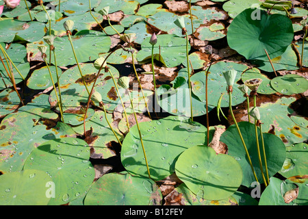 Piante di loto Foto Stock
