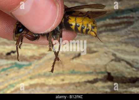 Frelon Hornet Vespra crabro Dard de frelon en gros plan pungiglione di hornet vicino Francia animali Arthropoda artropodi Europa Europ Foto Stock