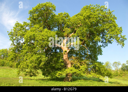 Un albero di quercia nella campagna inglese Foto Stock