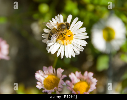 Un Ape su un fiore a margherita per raccogliere il polline Foto Stock