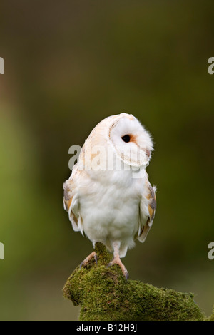 Barbagianni Tyto alba appollaiato Foto Stock