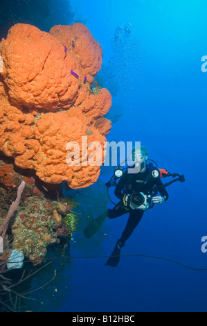 Femmina fotografo subacqueo con un'Arancia a orecchio di elefante spugna su una parete in Roatan Honduras Foto Stock