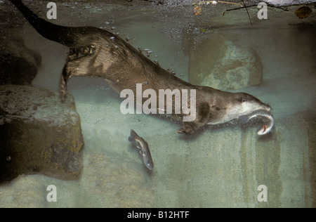 Europaeischer Fischotter Fischotter Lontra europea Lutra lutra adulto Alimentazione animale subacqueo animali acquatici britis subacquea Foto Stock