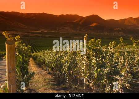 Vigneti VINA SANTA CRUZ Cantina Valle Colchagua CILE Foto Stock